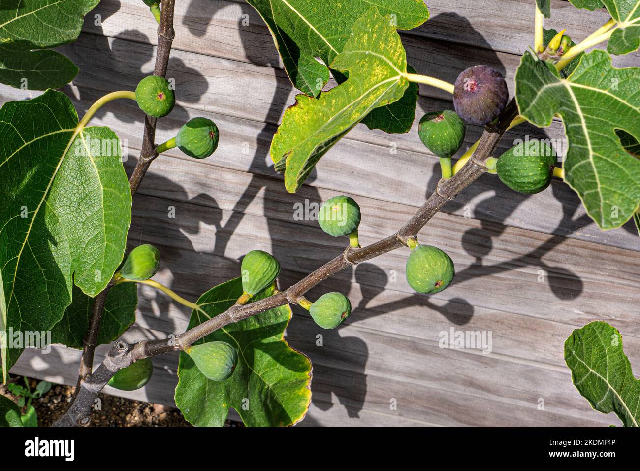 FEIGE Ficus carica 'Osborn's Prolific' süße rote, violette oder braune Frucht vom Spätsommer bis zum Herbst Familie Moraceae. Ficus kann immergrün oder Laub sein Stockfoto