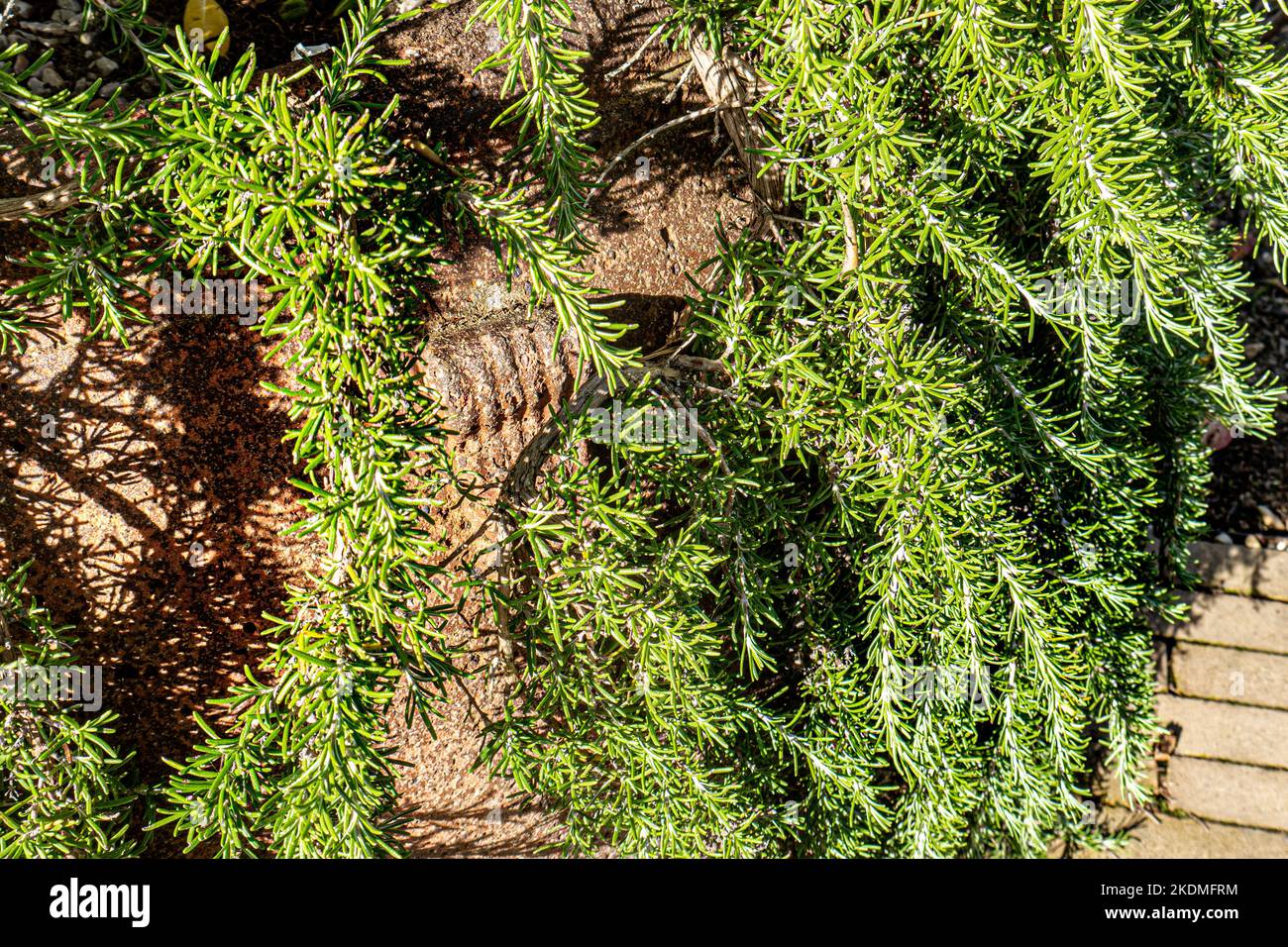 ROSMARIN Salvia rosmarinus 'Foxtail' Kraut wächst in einem großen Terrakottatopf. Foxtail Rosmarin, Pflanze der Erinnerung und Freundschaft. Stockfoto