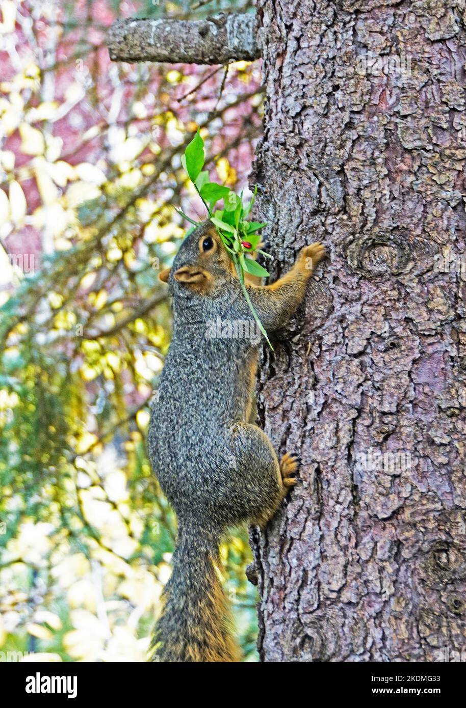 Eastern Fox Eichhörnchen Gebäude Nest Stockfoto