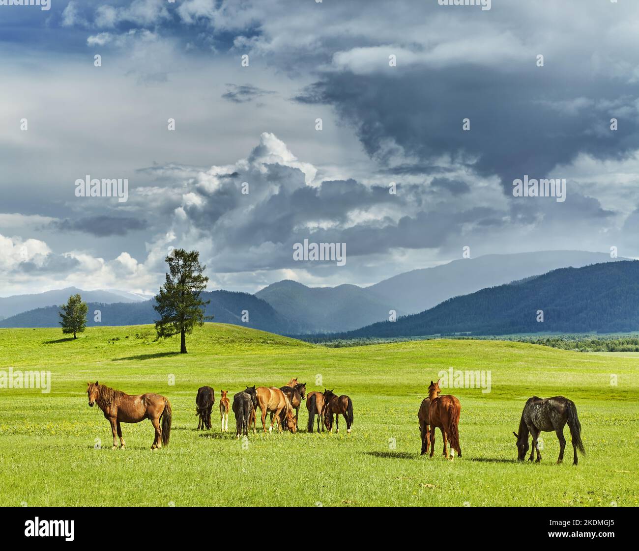 Berglandschaft mit grasenden Pferden und Gewitterwolken Stockfoto