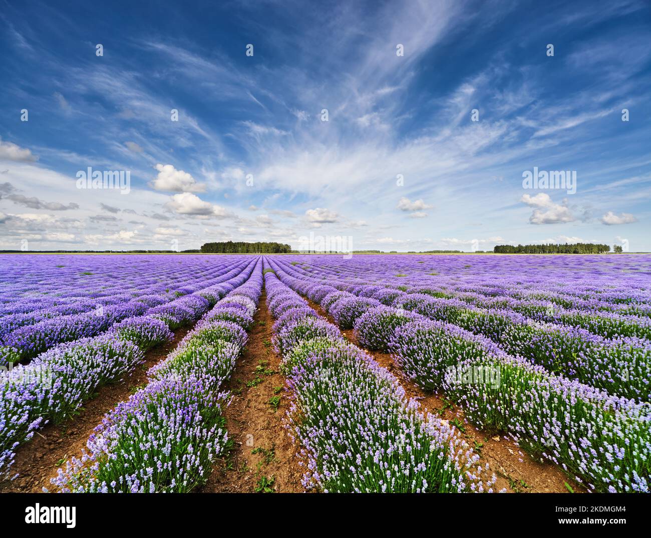 Landschaft mit blühendem Lavendelfeld und blauem Himmel Stockfoto
