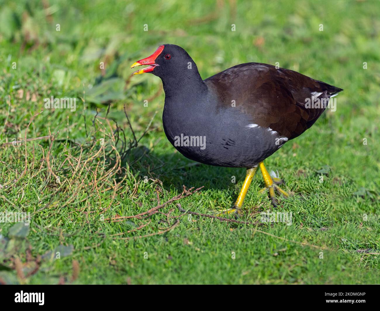 Sumpfhuhn Gallinula chloropus Porträt im Winter bei Cley Naturschutzgebiet North Norfolk Stockfoto