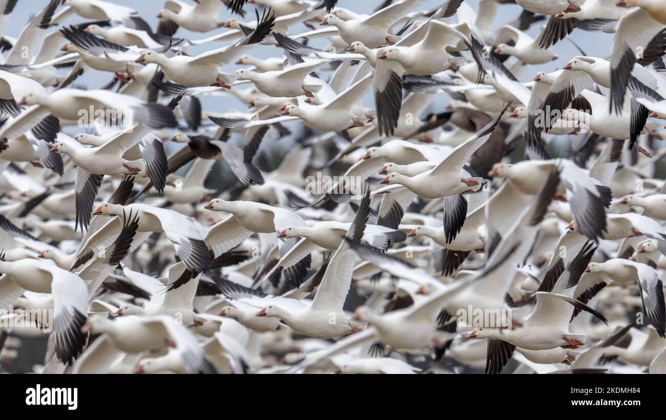 Schneegänse, die für den Winter von Nordkanadas zur Küste von New Jersey wandern. Stockfoto