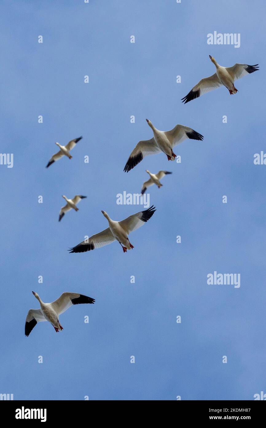 Schneegänse, die für den Winter von Nordkanadas zur Küste von New Jersey wandern. Stockfoto