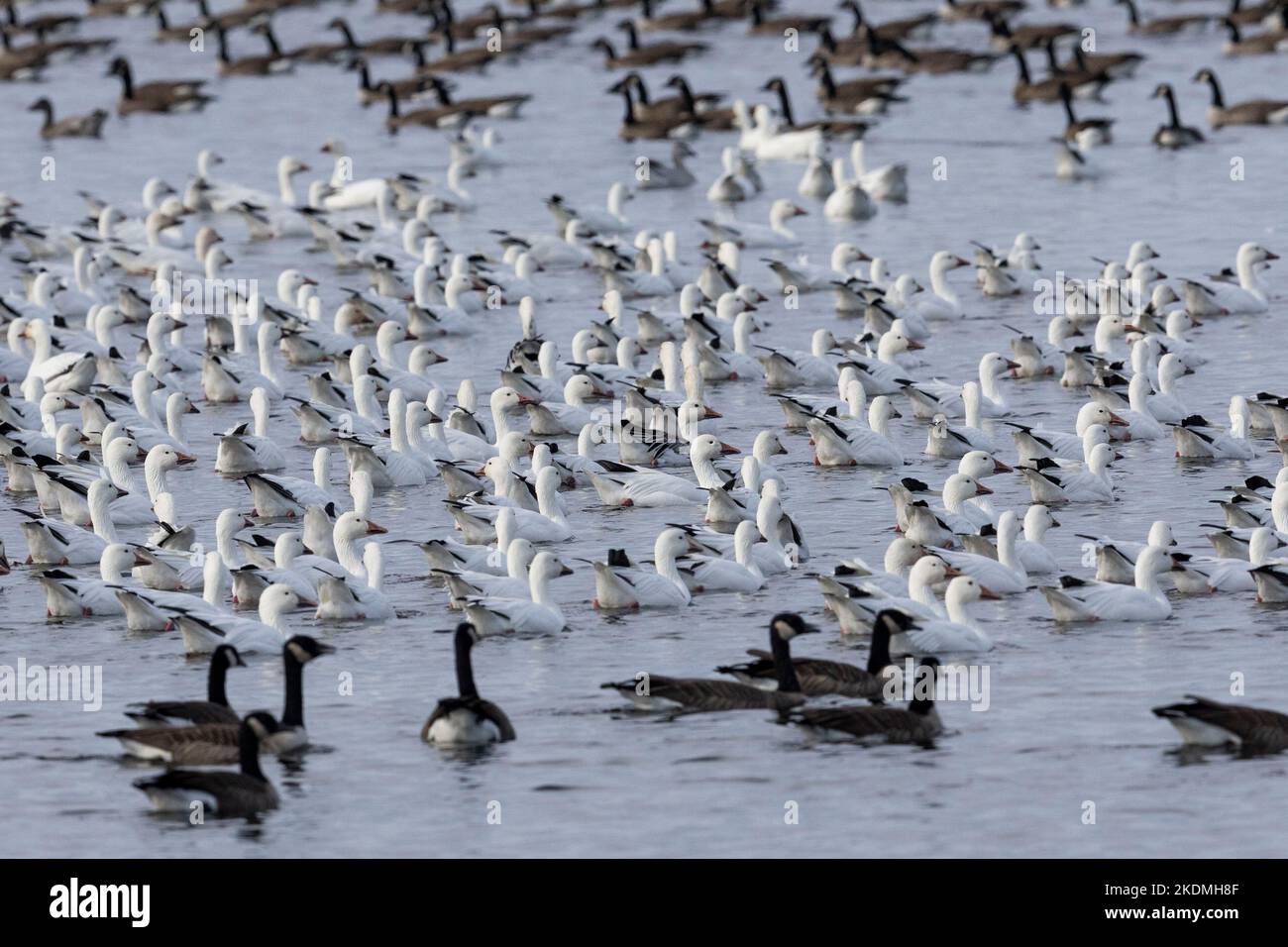 Schneegänse, die für den Winter von Nordkanadas zur Küste von New Jersey wandern. Stockfoto