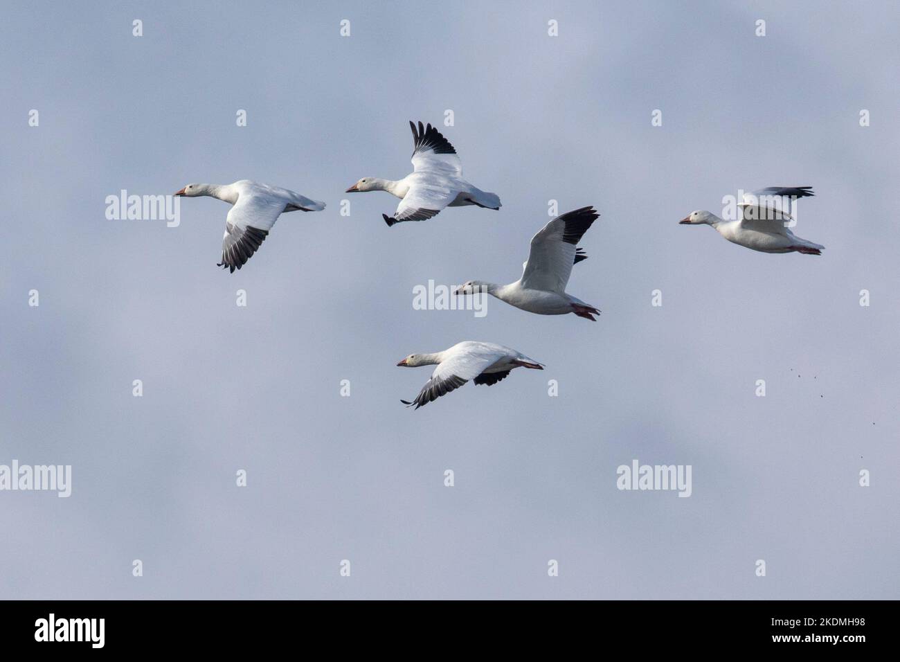 Schneegänse, die für den Winter von Nordkanadas zur Küste von New Jersey wandern. Stockfoto