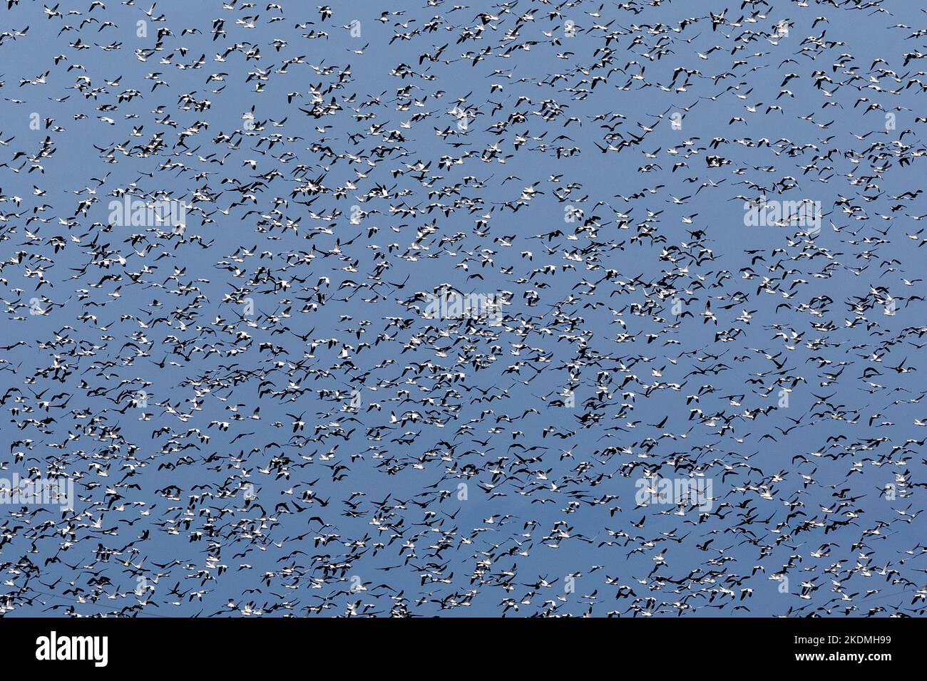 Schneegänse, die für den Winter von Nordkanadas zur Küste von New Jersey wandern. Stockfoto