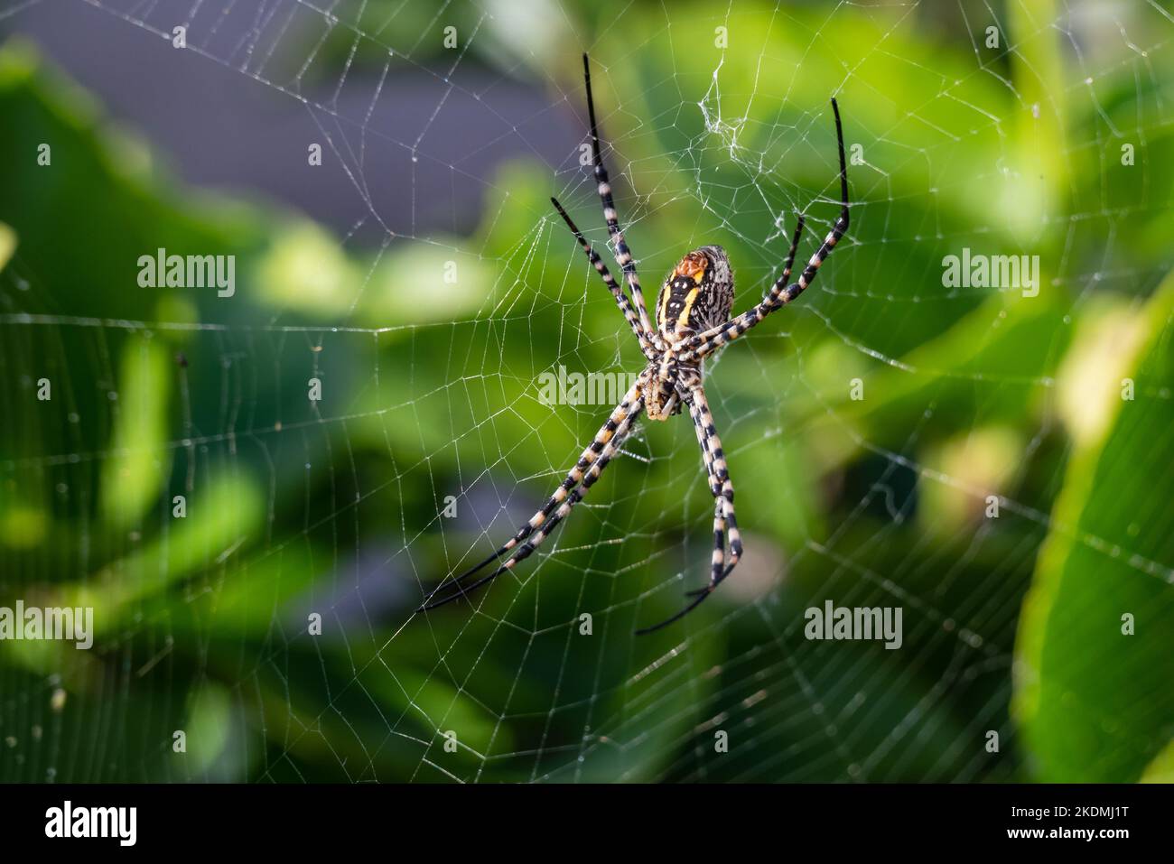 Nahaufnahme einer Wespenspinne (Argiope bruennichi) in ihrem Netz, Foto von unten aufgenommen, so dass Sie die Drüsen sehen können, die die Fäden des Netzes bilden, Foto ta Stockfoto