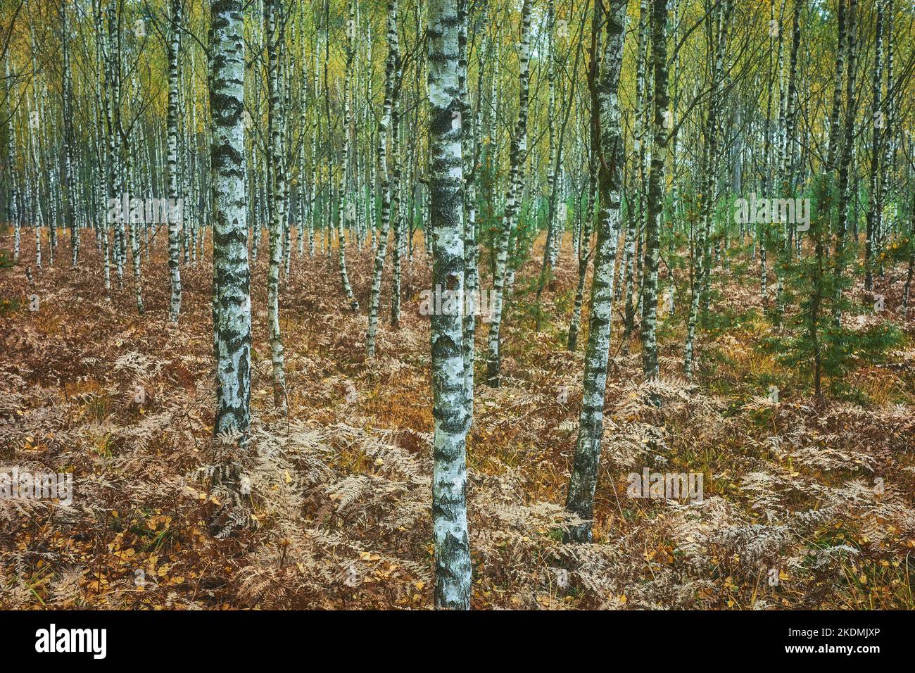 Bild eines Birkenhains, Farbtonung angewendet. Stockfoto