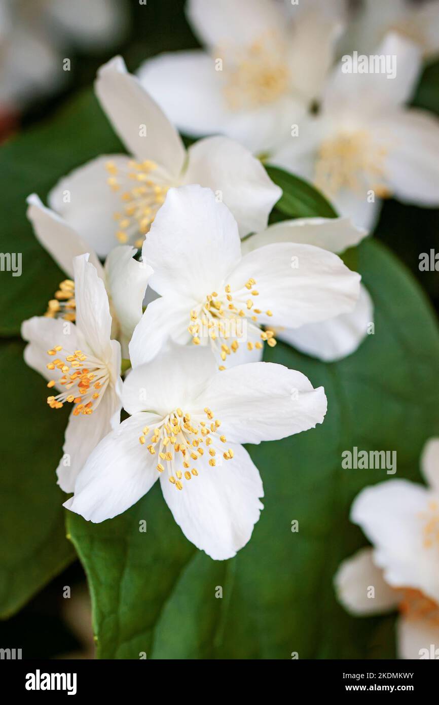 Blühend Süße, imitierte Orange Nahaufnahme. Zarte duftende Blüten im Frühsommer Stockfoto