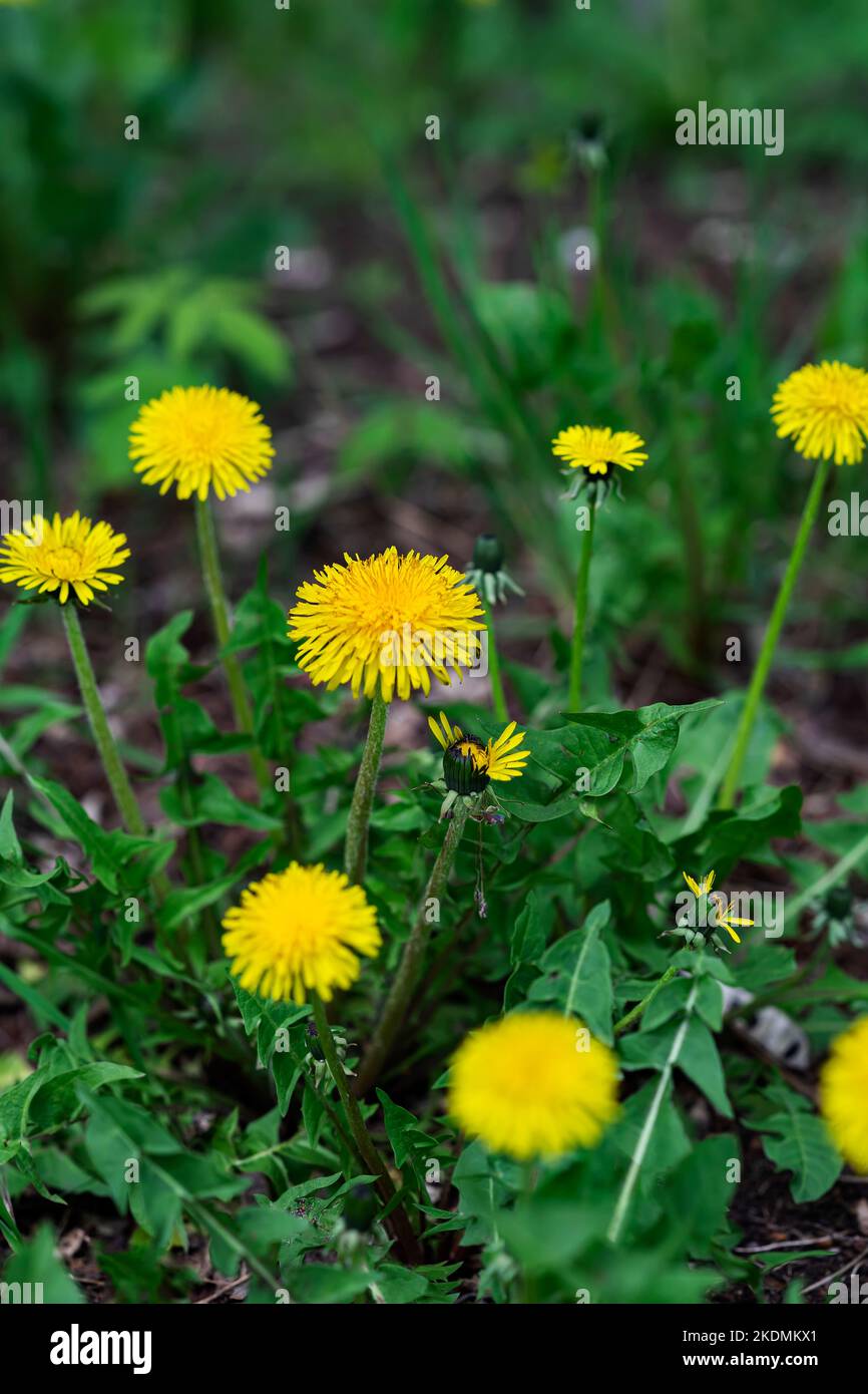 Blühender gelber Dandelion blüht im grünen Gras, selektiver Fokus. Natürlicher Hintergrund. Konzept Frühling, Sommer Stockfoto
