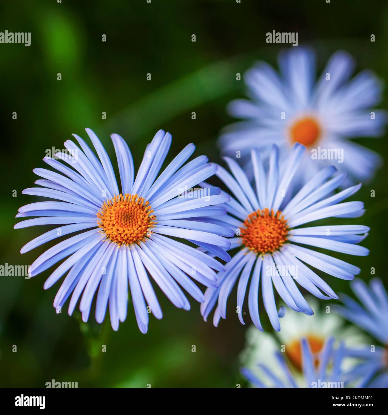 Blaue Felicia Blumen. Leuchtend blau violette Kamille mit gelben Staubgefäßen Stockfoto
