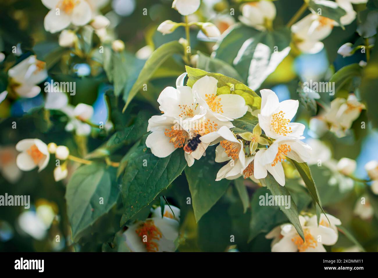 Blühend Süße Mock-Orange, Biene in Blütenblättern, weicher selektiver Fokus. Natürlich verschwommener natürlicher Hintergrund, Frühling, Sommer-Konzept Stockfoto