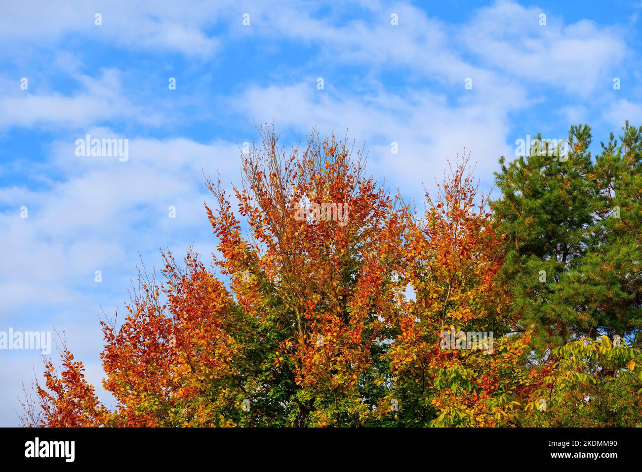 Baum mit bunten Herbstblättern, die von der Sonne erleuchtet werden. Stockfoto