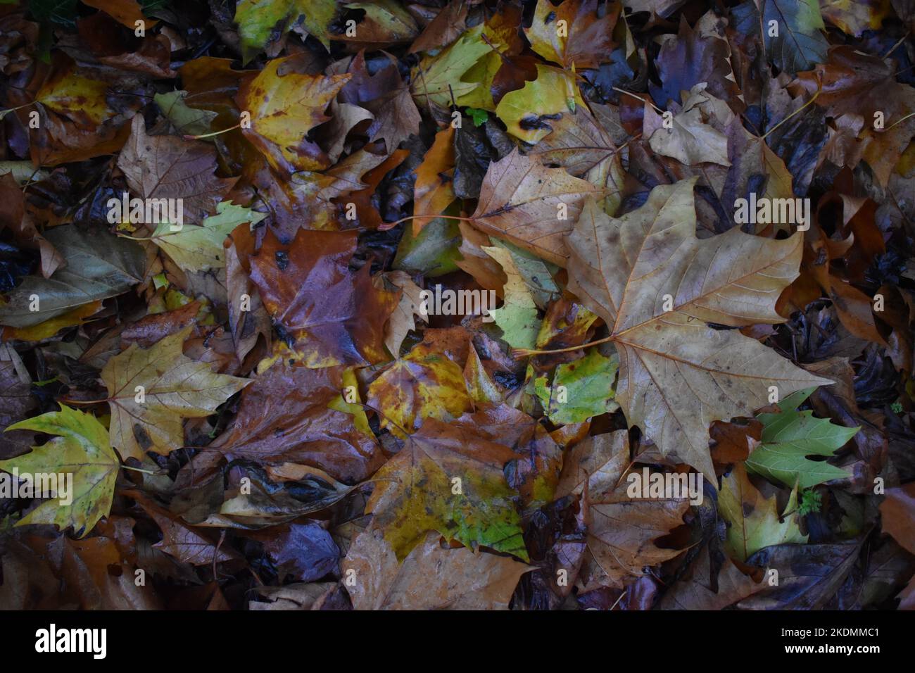 Ein Teppich aus herbstlichen Blättern auf dem Boden, mit Copyspace. Stockfoto