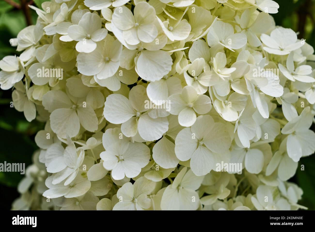 Die wunderschönen weißen Hortensien schließen sich Stockfoto