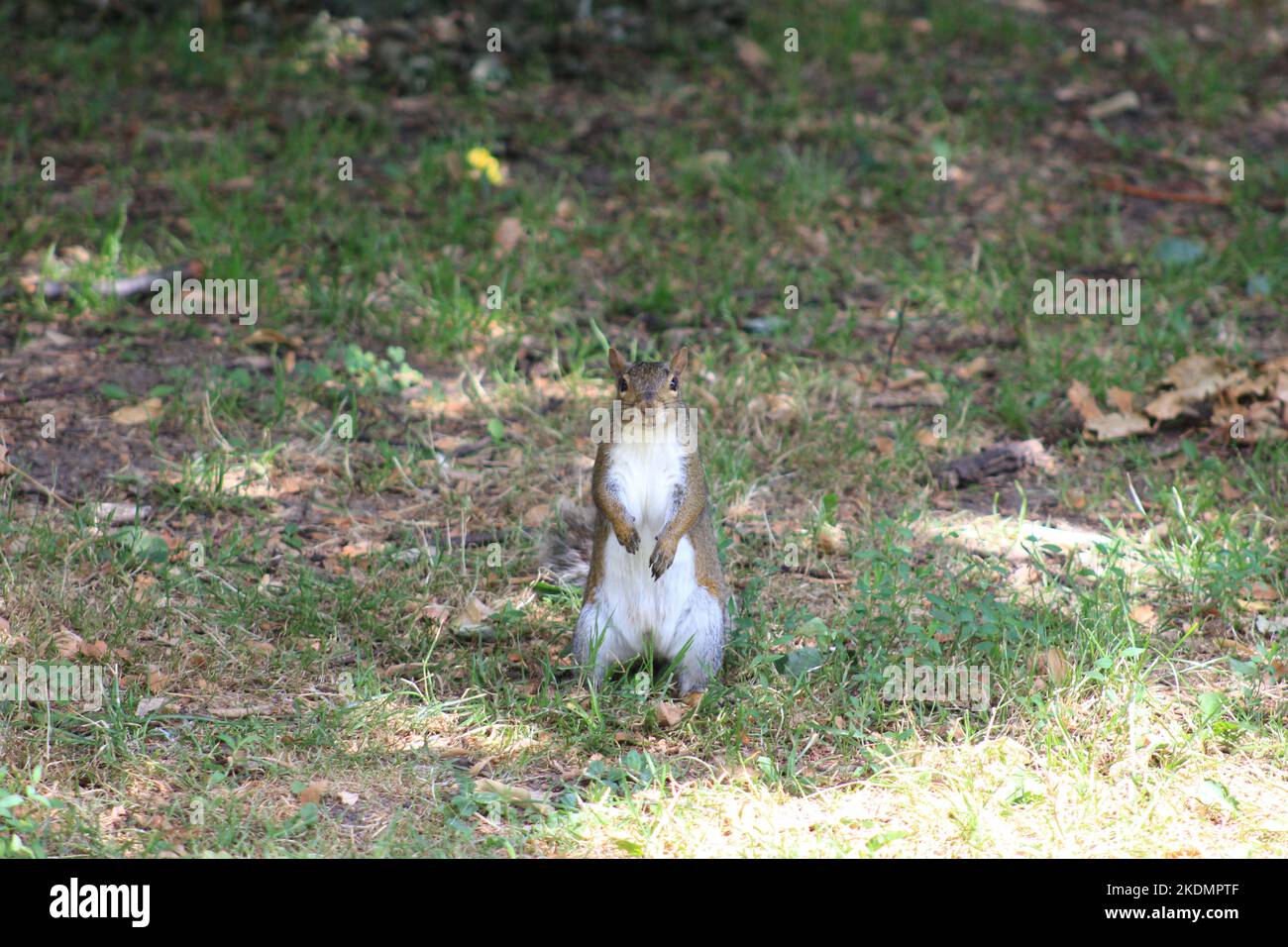 Eichhörnchen steht und schaut auf die Kamera Stockfoto