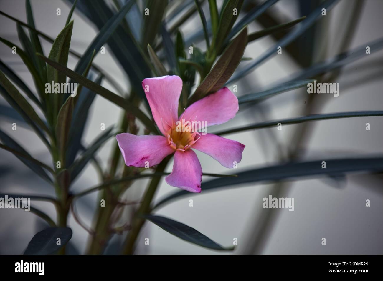 Oleander Zweig in Blüte aus der Nähe gesehen Stockfoto