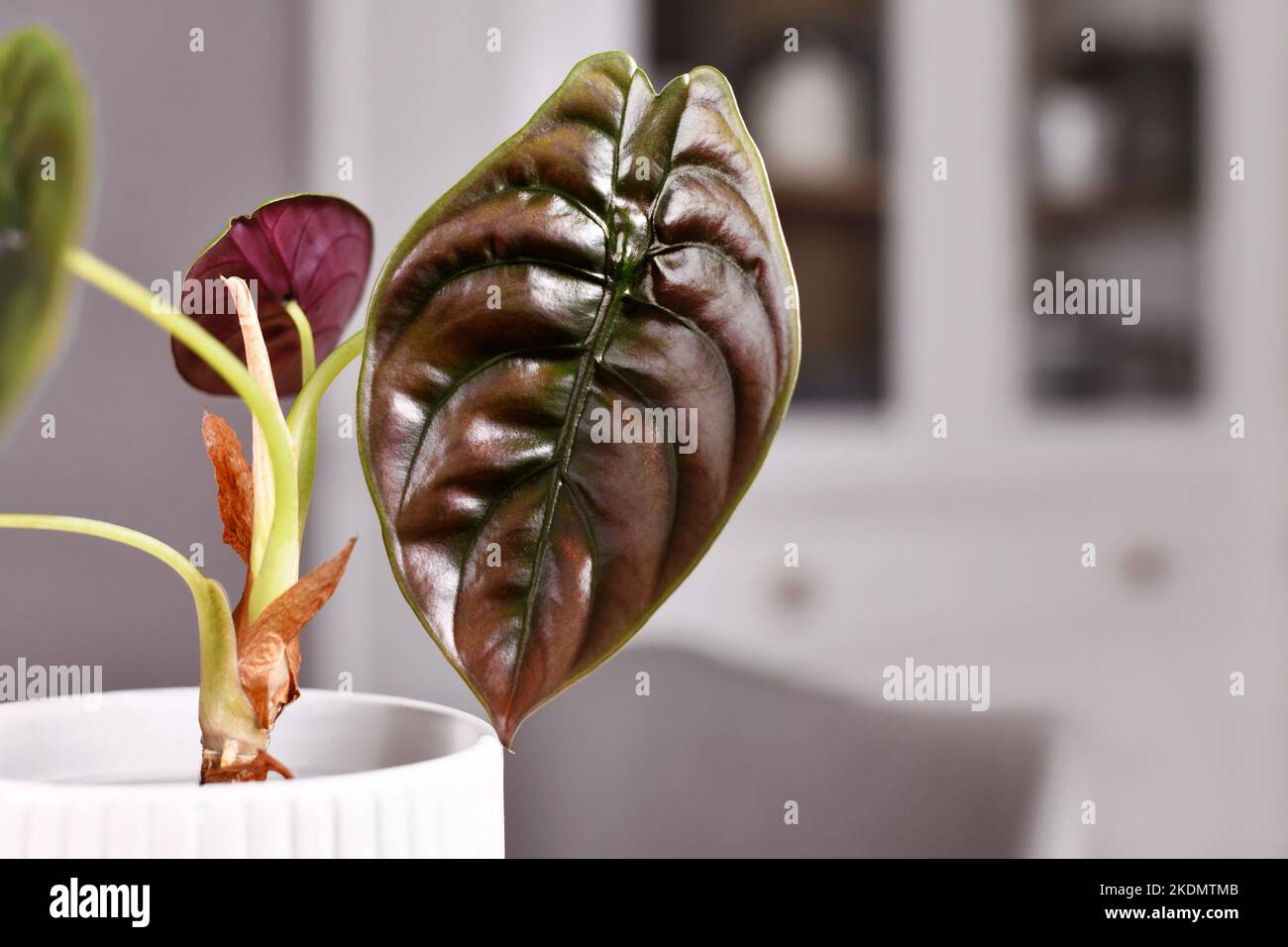 Blatt exotischer 'Alocasia Azlanii'-Zimmerpflanze mit ungewöhnlicher metallisch-roter Farbe Stockfoto