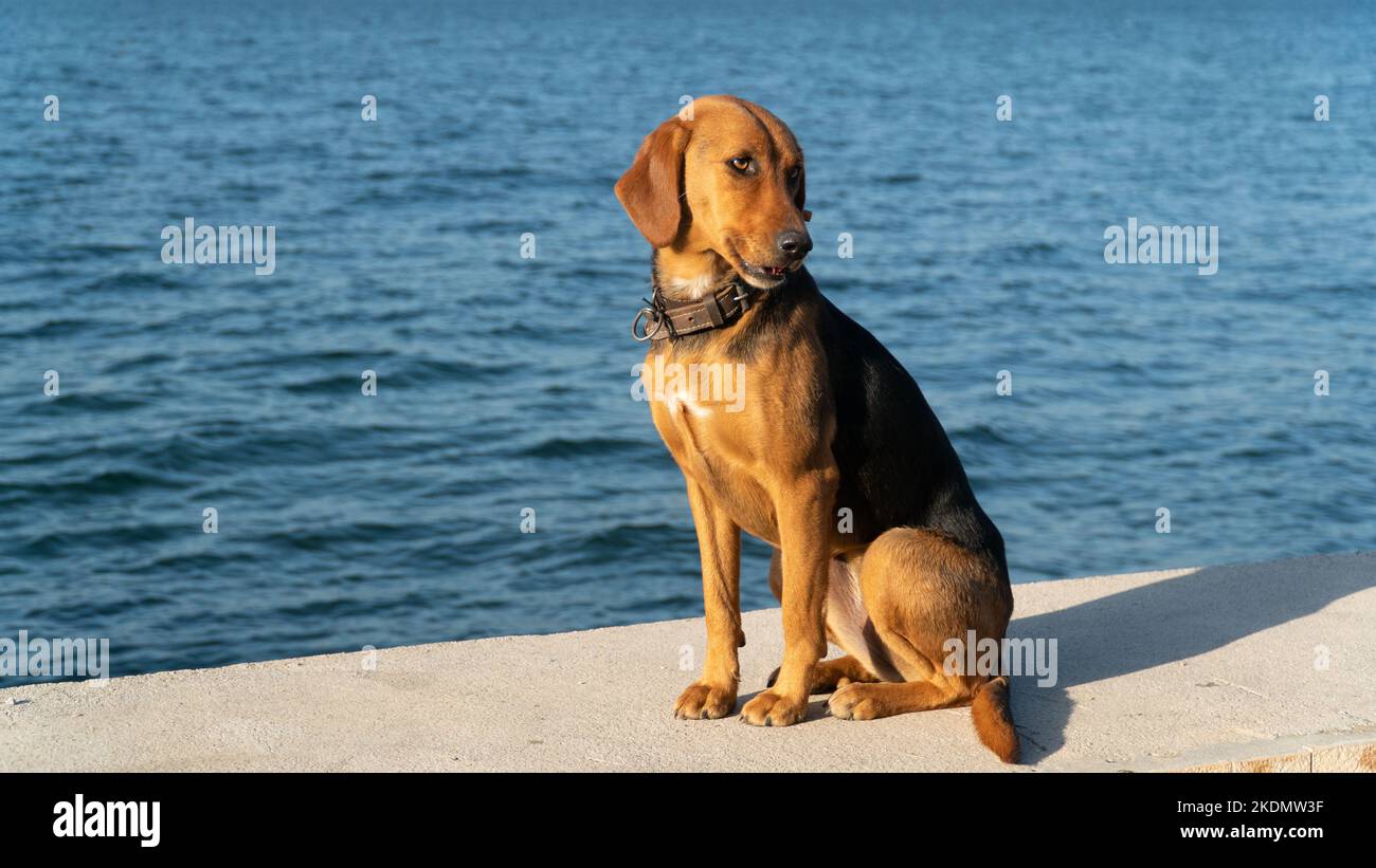 Verlassene streunende Hund Problem in der Türkei. Das Problem mit der Hundeausbetung auf den Straßen. Stockfoto