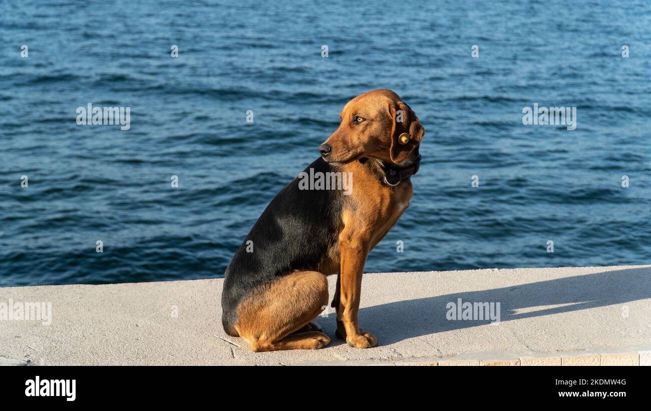 Verlassene streunende Hund Problem in der Türkei. Das Problem mit der Hundeausbetung auf den Straßen. Stockfoto