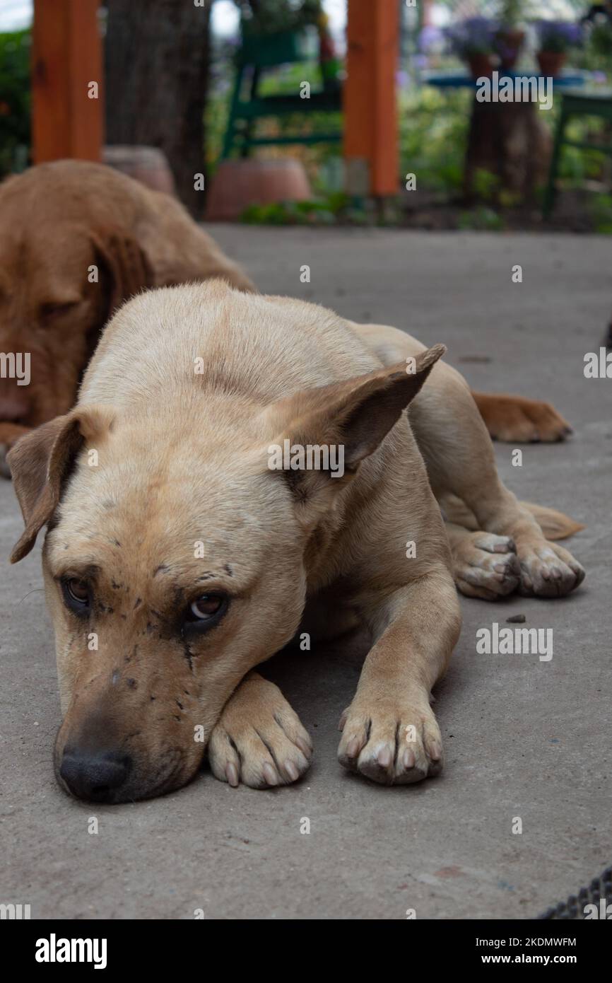 Traurige Hunde liegen Stockfoto