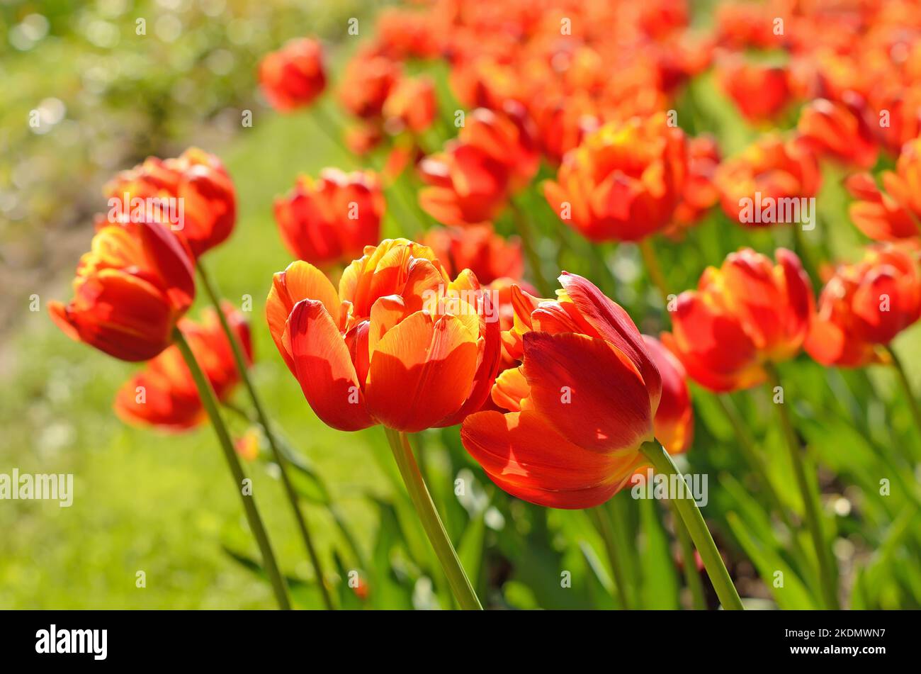 Rote Tulpen auf der Wiese, Nahaufnahme, Fokus auf Blume davor Stockfoto