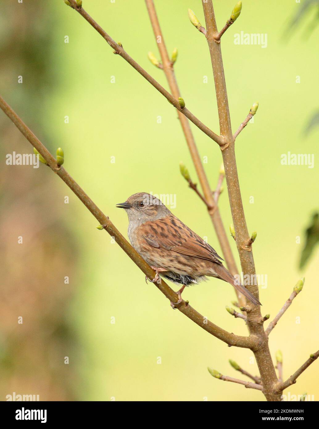 Hedge Sparrow Stockfoto