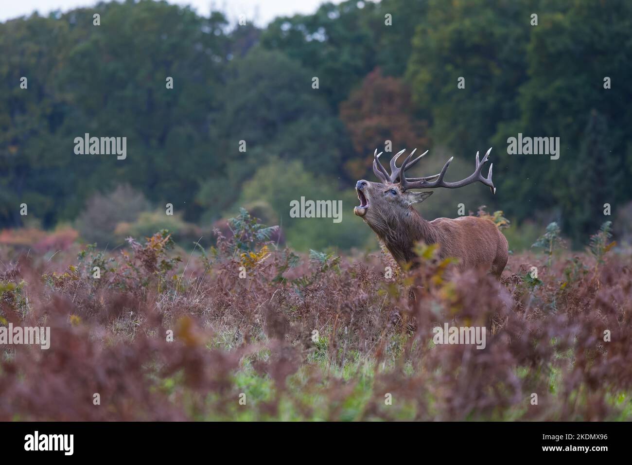 Der Rothirsch ist eine der größten Hirscharten. Ein männlicher Rothirsch wird Hirsch oder hirsch genannt, und ein Weibchen wird Hinterbeine genannt. Stockfoto