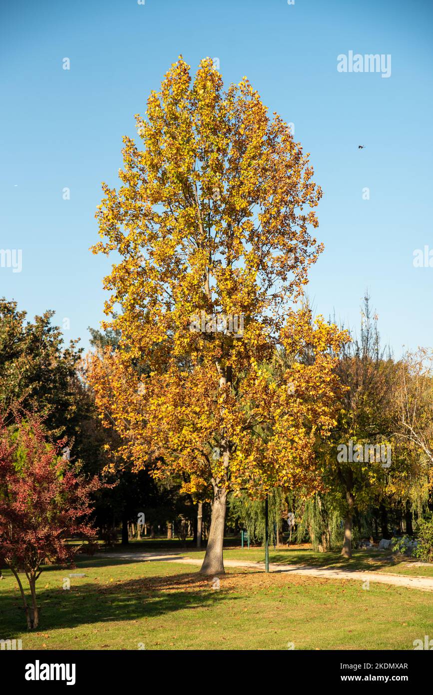 Von Bäumen gesäumter Gehweg in einer schönen Herbstsaison , gefallenes Laubkonzept , Stockfoto