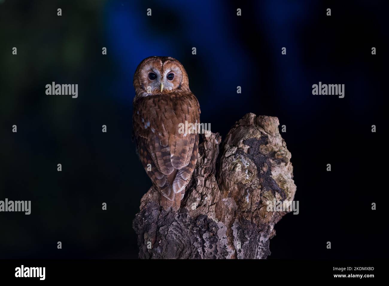 Die Waldkauz, auch Brauneule genannt, kommt häufig in Wäldern in ganz Europa bis Westsibirien vor und hat sieben bekannte Unterarten. Stockfoto