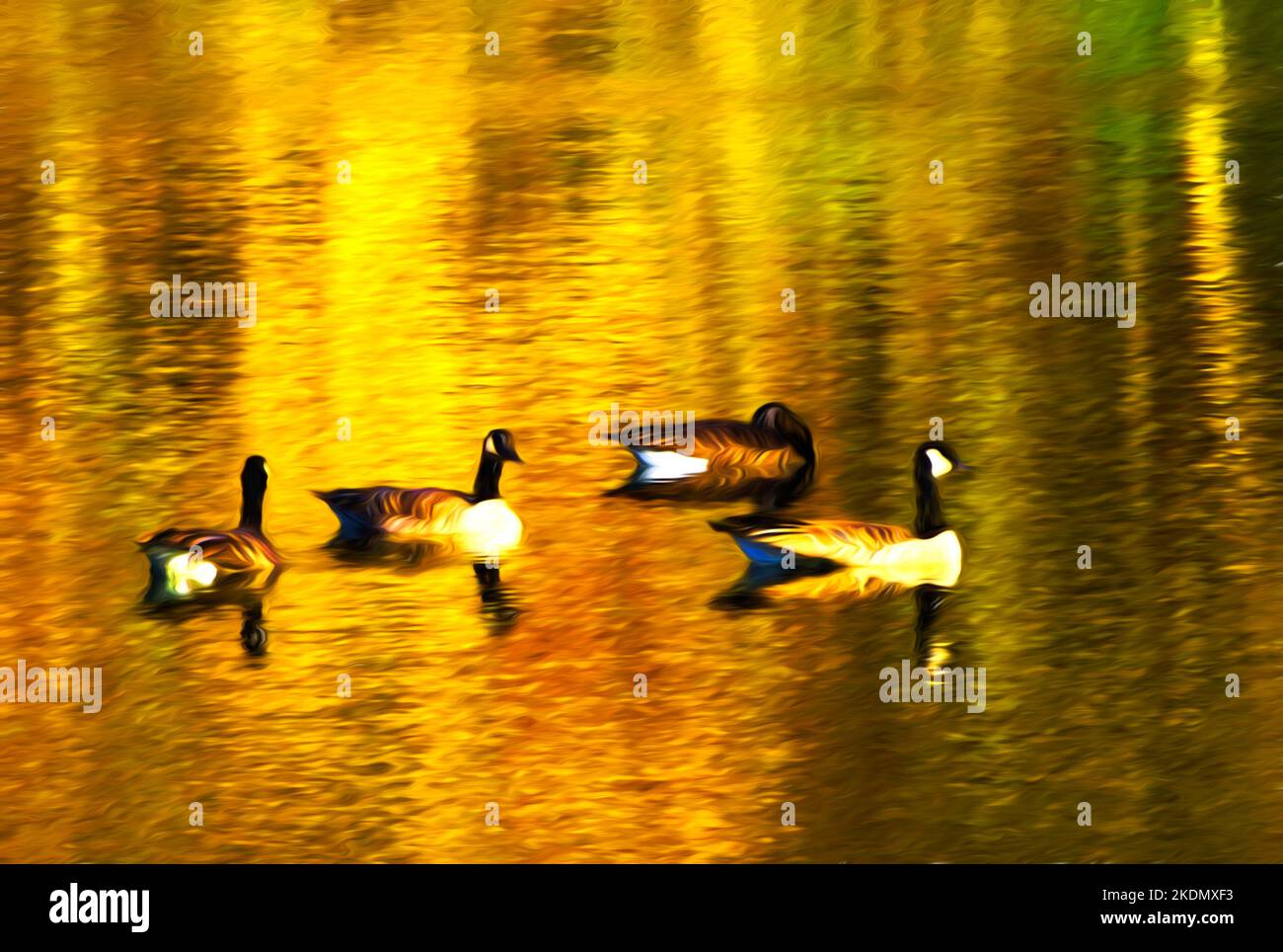 Kanadische Gänse auf goldenem Teich Stockfoto