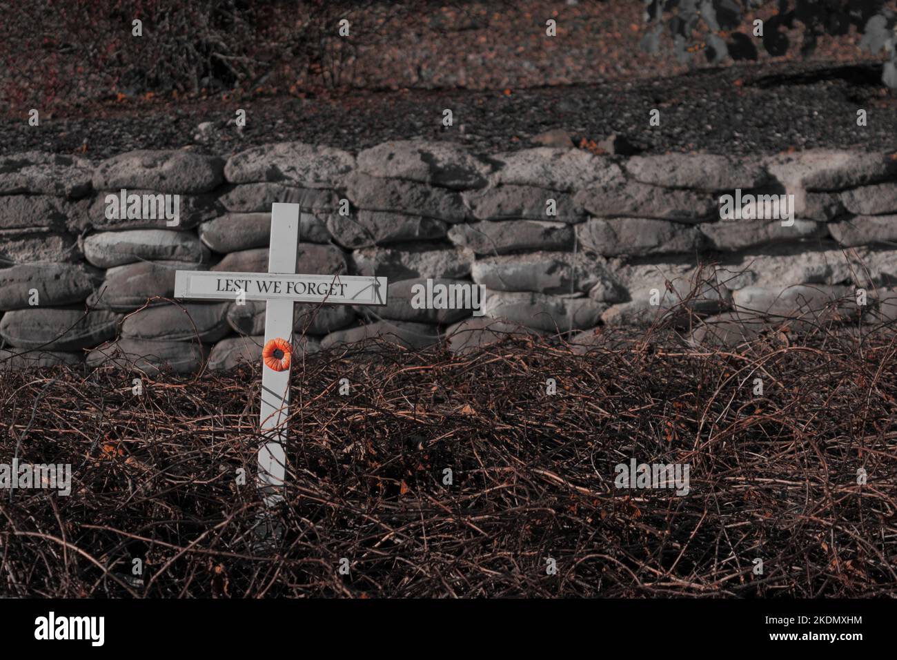 Ein roter Mohn auf einem weißen Kreuz zwischen Brambles. Das Kreuz sagt, dass wir es nicht vergessen. Er ist mit Ausnahme der roten Farbe entsättigt. Stockfoto
