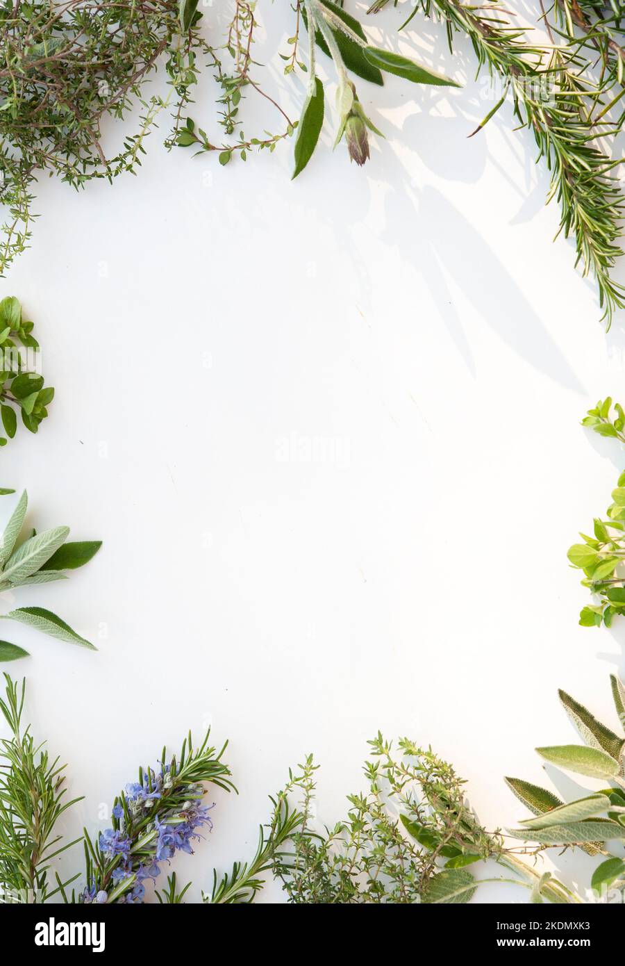 Rahmen für aromatische Kräuter. Weißer zentraler Bereich. Stockfoto