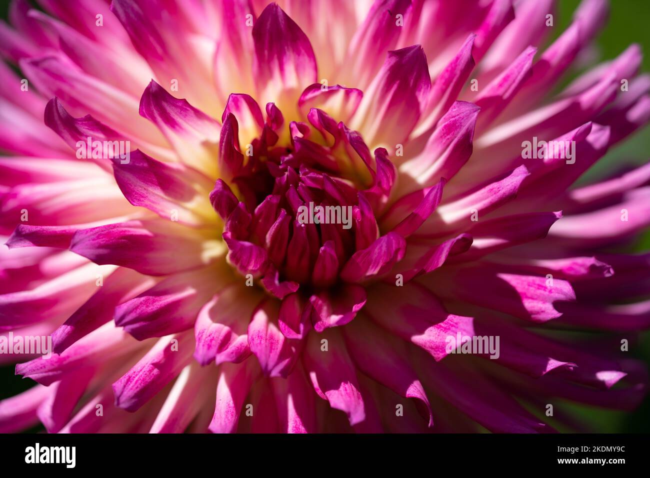 Ein Nahaufnahme-Makro-Foto einer hellen magentafarbenen Dahlia-Blume. Stockfoto