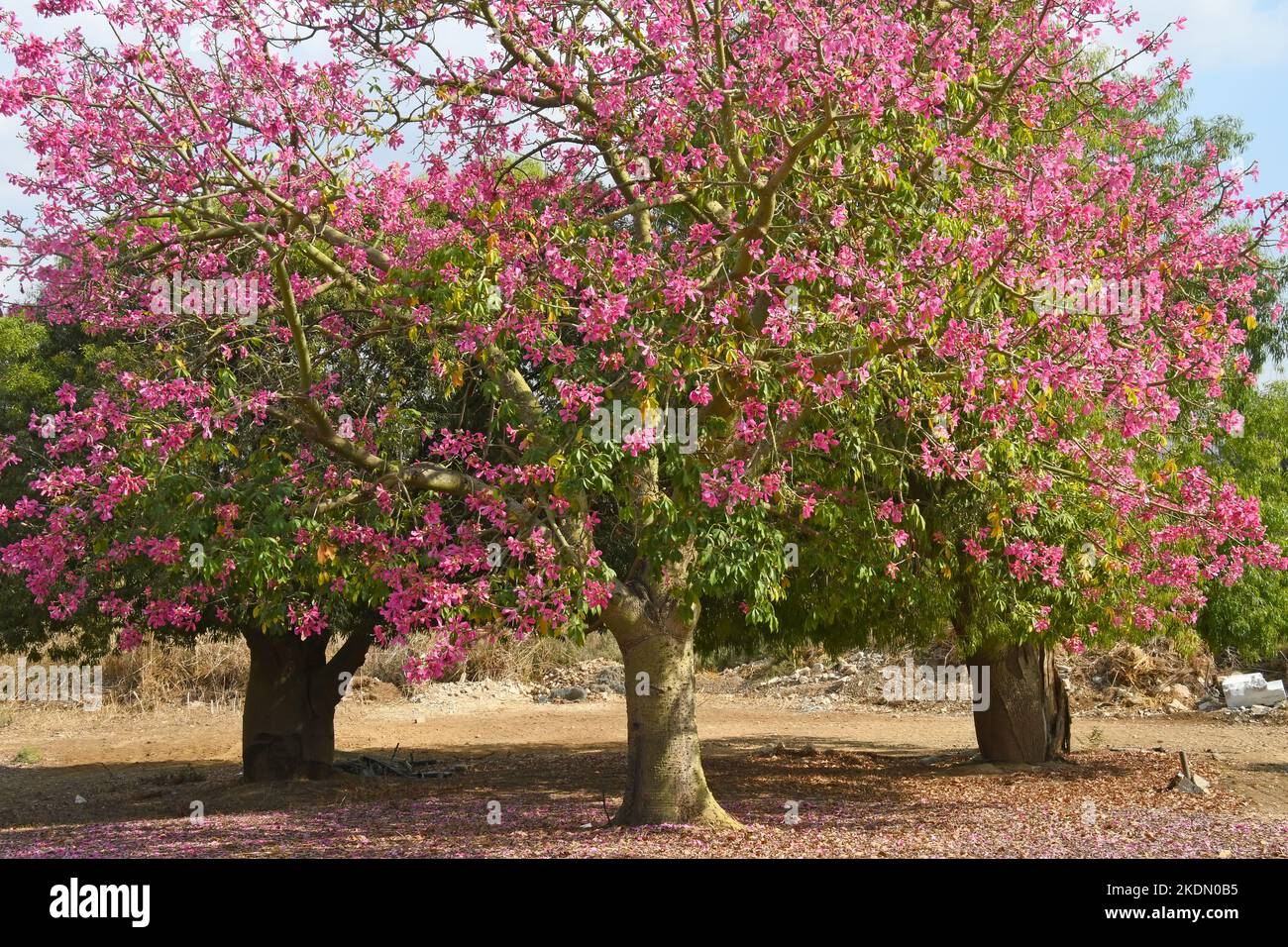 Baumblüte - rosa Blüten Stockfoto