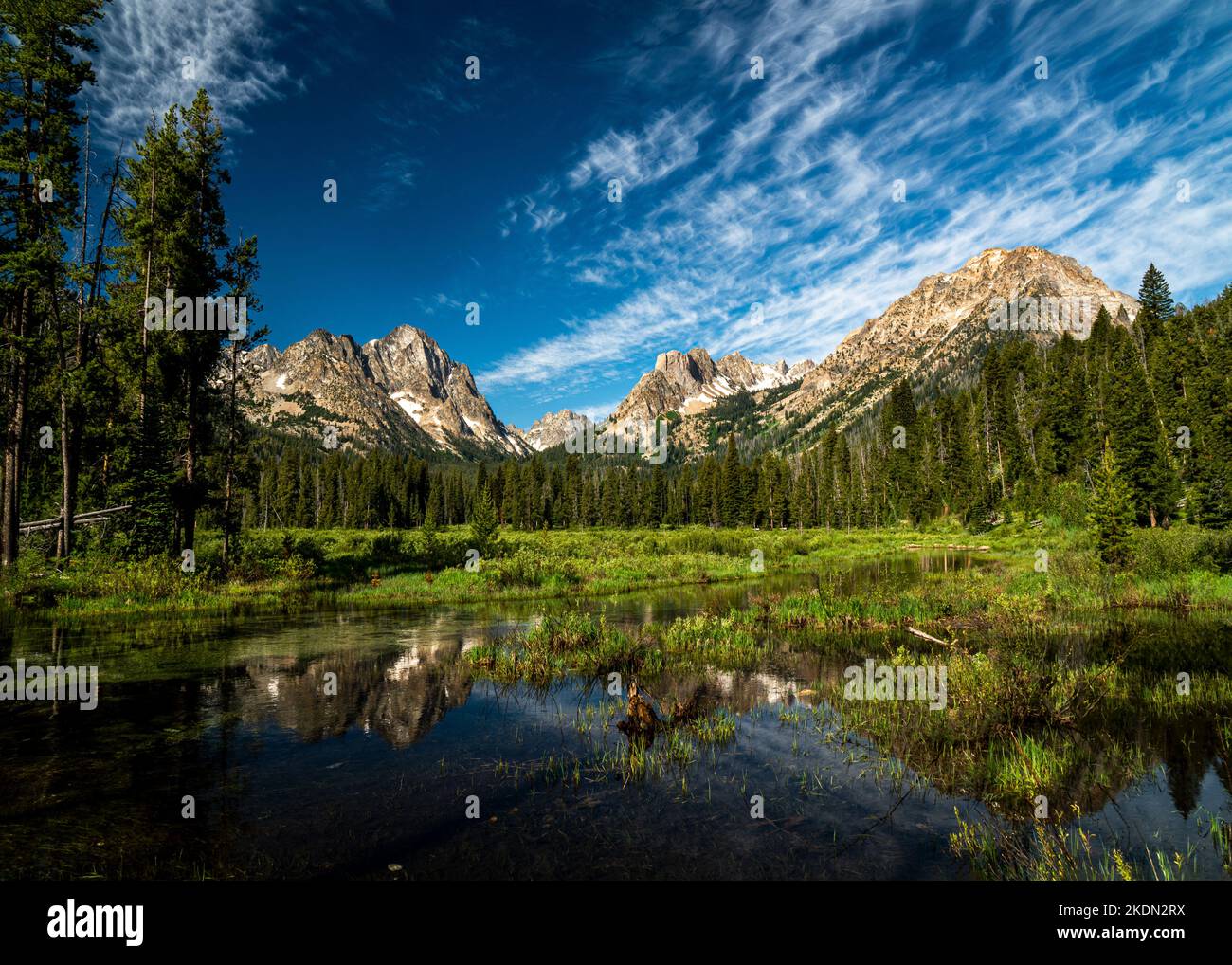Frühsommer-Wildblumen im Sawtooth National Recreation Area in Idaho Stockfoto