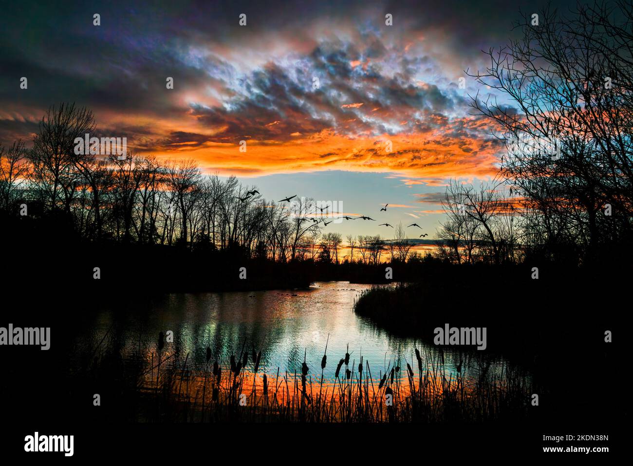 Gänse fliegen bei Sonnenuntergang über Boise, Idahos Logger Creek Teich. Stockfoto