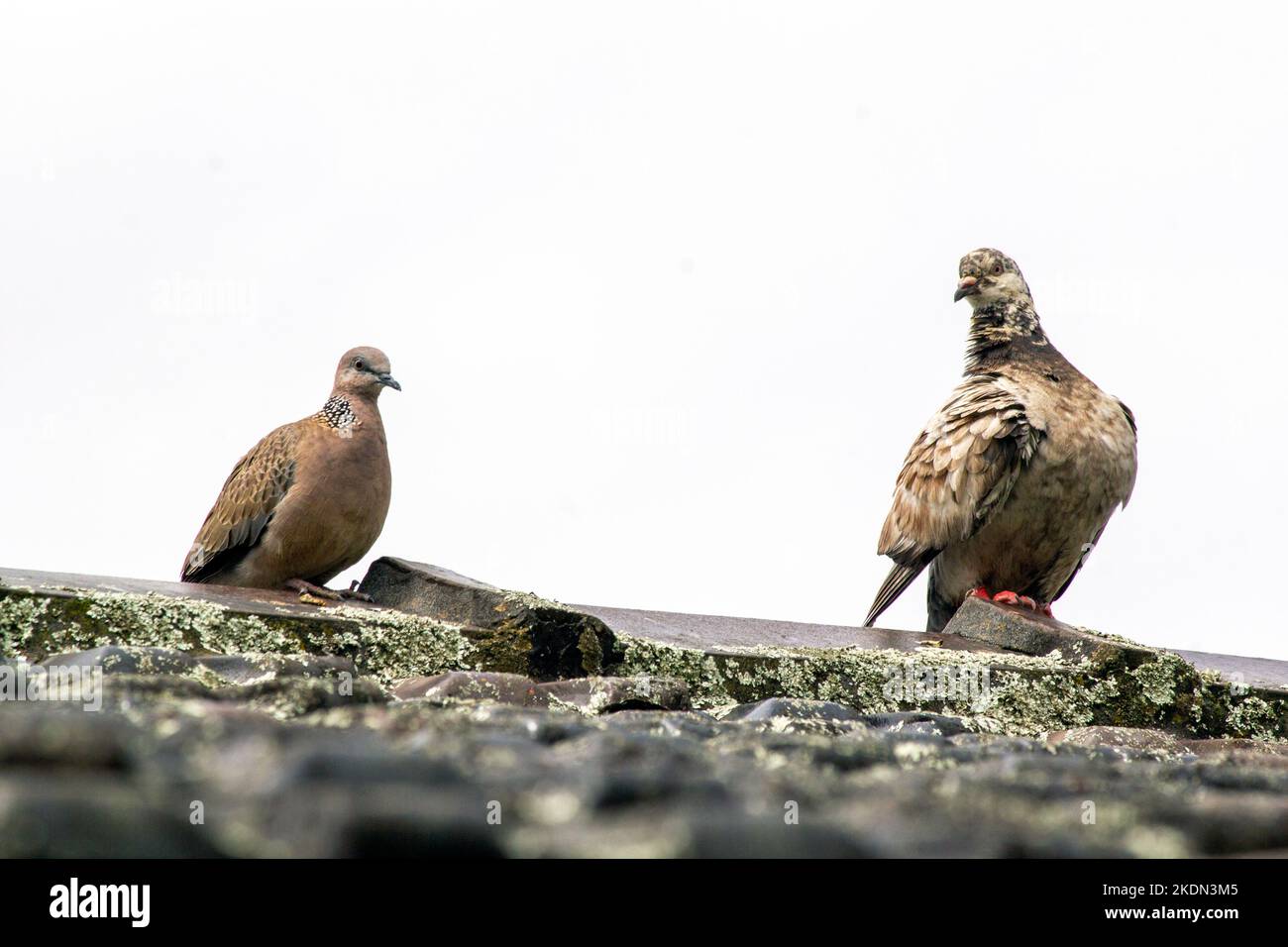 Eine leukistische Felstaube (Columba livia) und eine gepunktete Taube (Streptopelia chinensis) vor weißem Hintergrund in Sydney, NSW, Australien (Foto: Tara Chan Stockfoto