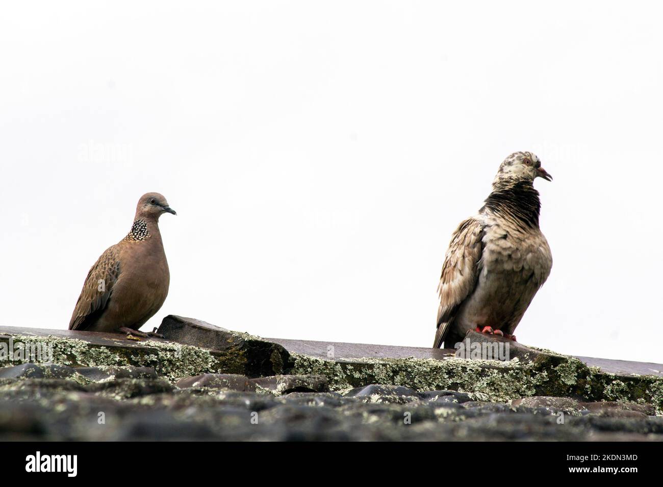 Eine leukistische Felstaube (Columba livia) und eine gepunktete Taube (Streptopelia chinensis) vor weißem Hintergrund in Sydney, NSW, Australien (Foto: Tara Chan Stockfoto