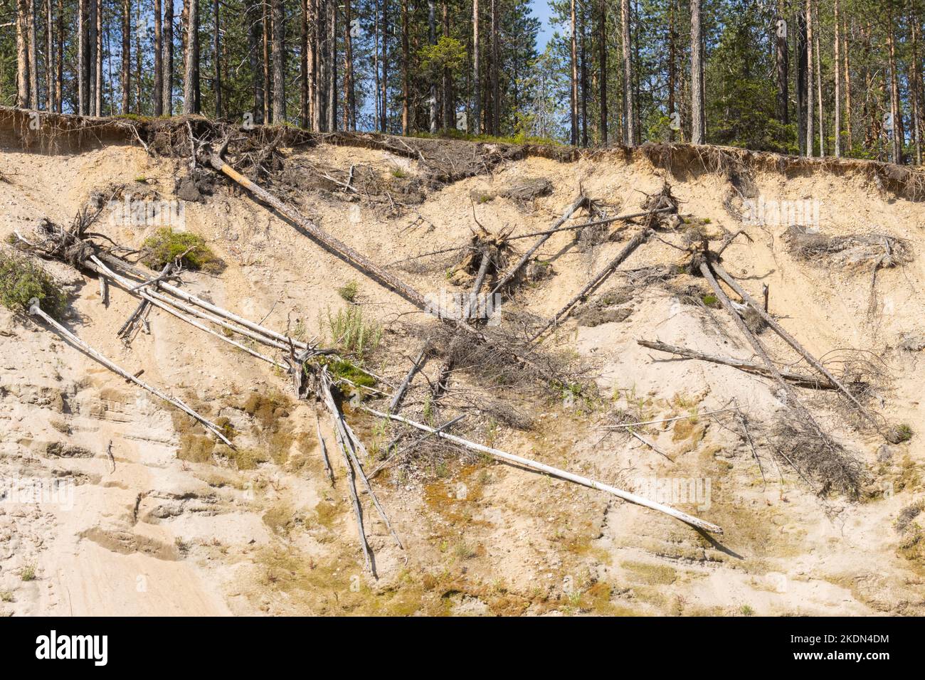 Die Erosion der Erde an einem hohen Flussufer mit einigen Baumstämmen. Gedreht im Oulanka-Nationalpark, Nordfinnland. Stockfoto
