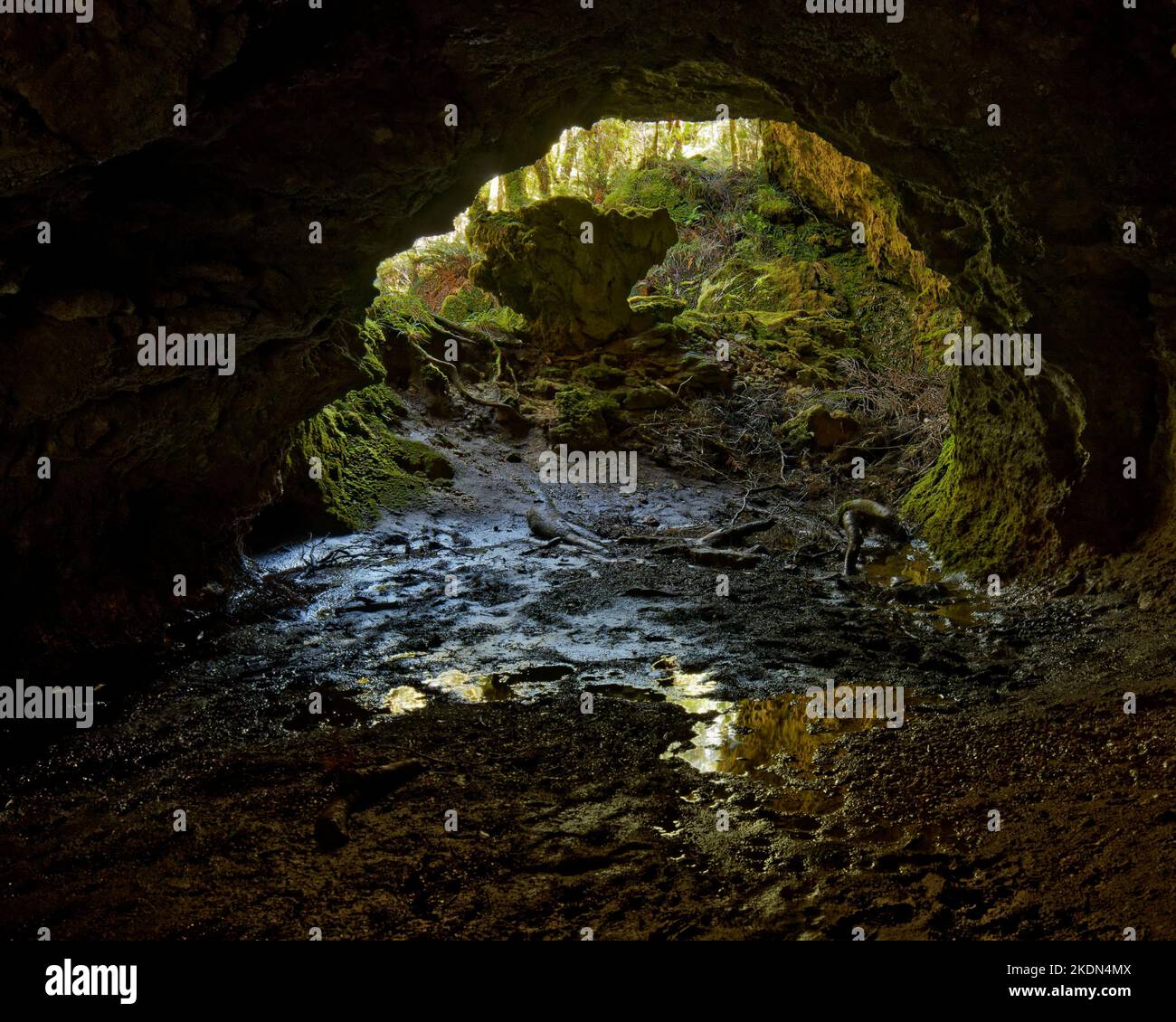 Höhlenmündung im Enchanted Forest, Heaphy Track, Kahurangi National Park, Tasman Nelson Region, Südinsel, Aotearoa / Neuseeland. Stockfoto