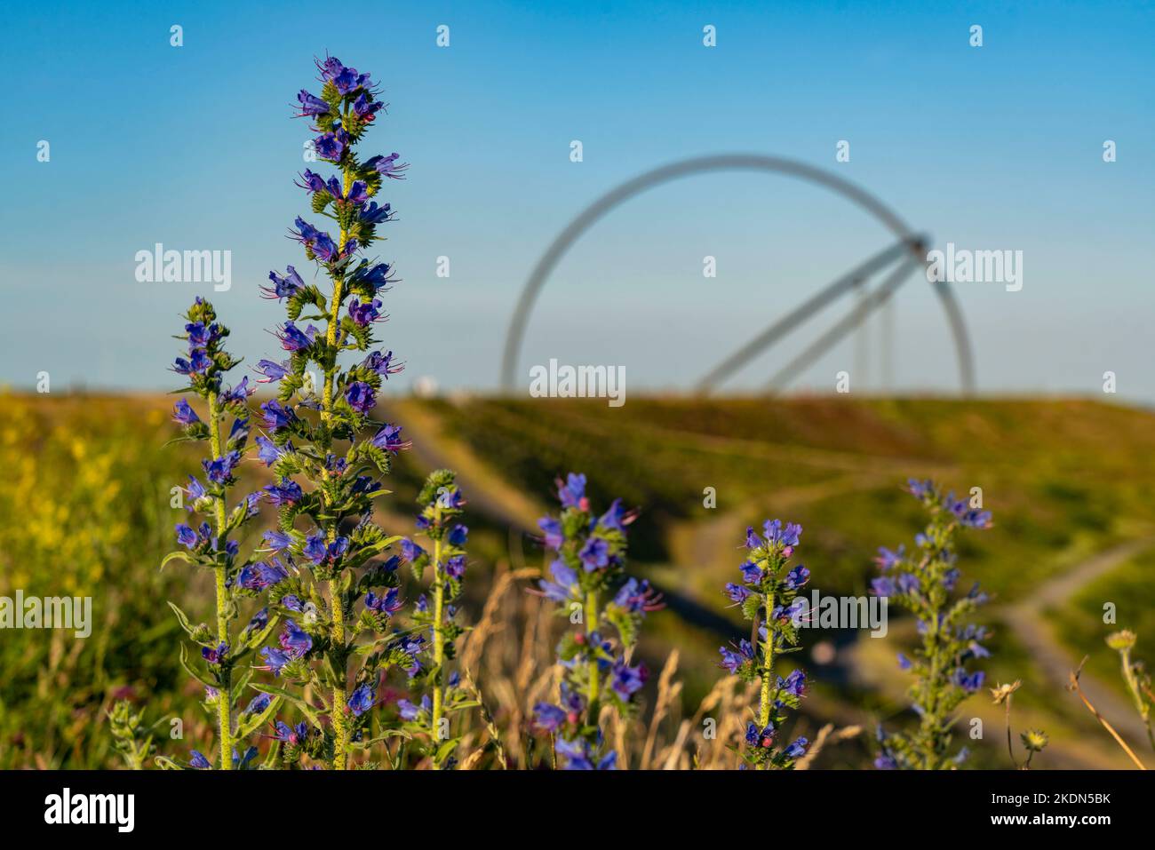 Hoheward Schlackenhaufen, Landschaftspark, größte Schlackenhaldenlandschaft im Ruhrgebiet, horizontale Sternwarte, Pflanze Gemeine Viper's bugloss, Herten NRW, Ge Stockfoto