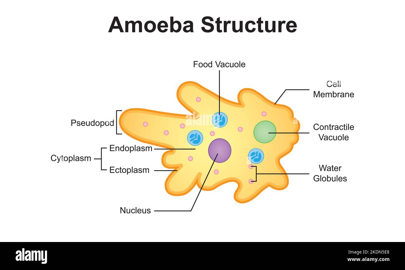 Wissenschaftliche Gestaltung der Amoeba-Struktur. Bunte Symbole. Vektorgrafik. Stock Vektor