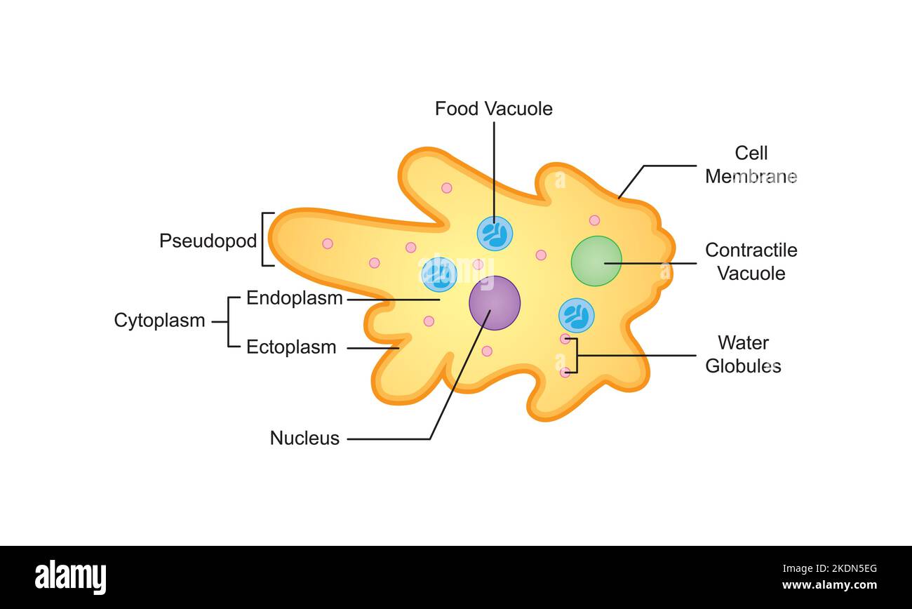 Wissenschaftliche Gestaltung der Amoeba-Struktur. Bunte Symbole. Vektorgrafik. Stock Vektor