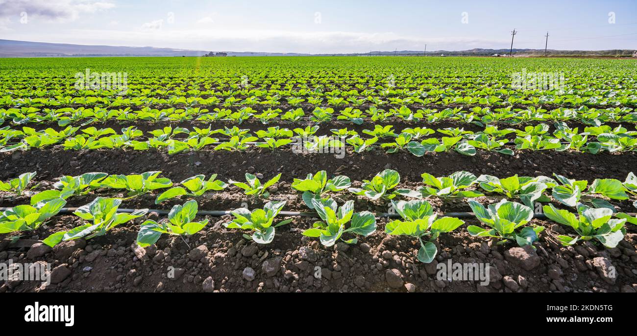 Landwirtschaftliche Feld von Kohlpflanzen. Junger Grünkohl in einer Reihe, Santa Barbara County, Kalifornien Stockfoto