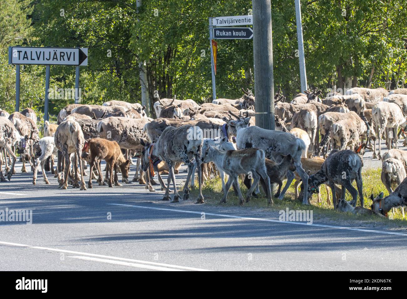 Eine große Herde domestizierter Rentiere, die auf einer Asphaltstraße im Dorf Ruka, Nordfinnland, umherwandern. Stockfoto