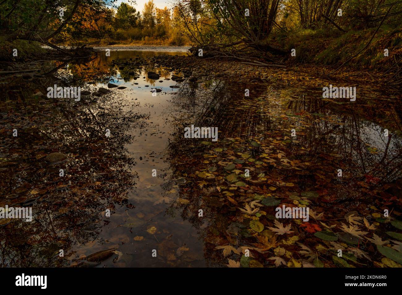 Herbstnachmittag im Boise's Barber Park von einem Seitenkanal des Boise River aus Stockfoto