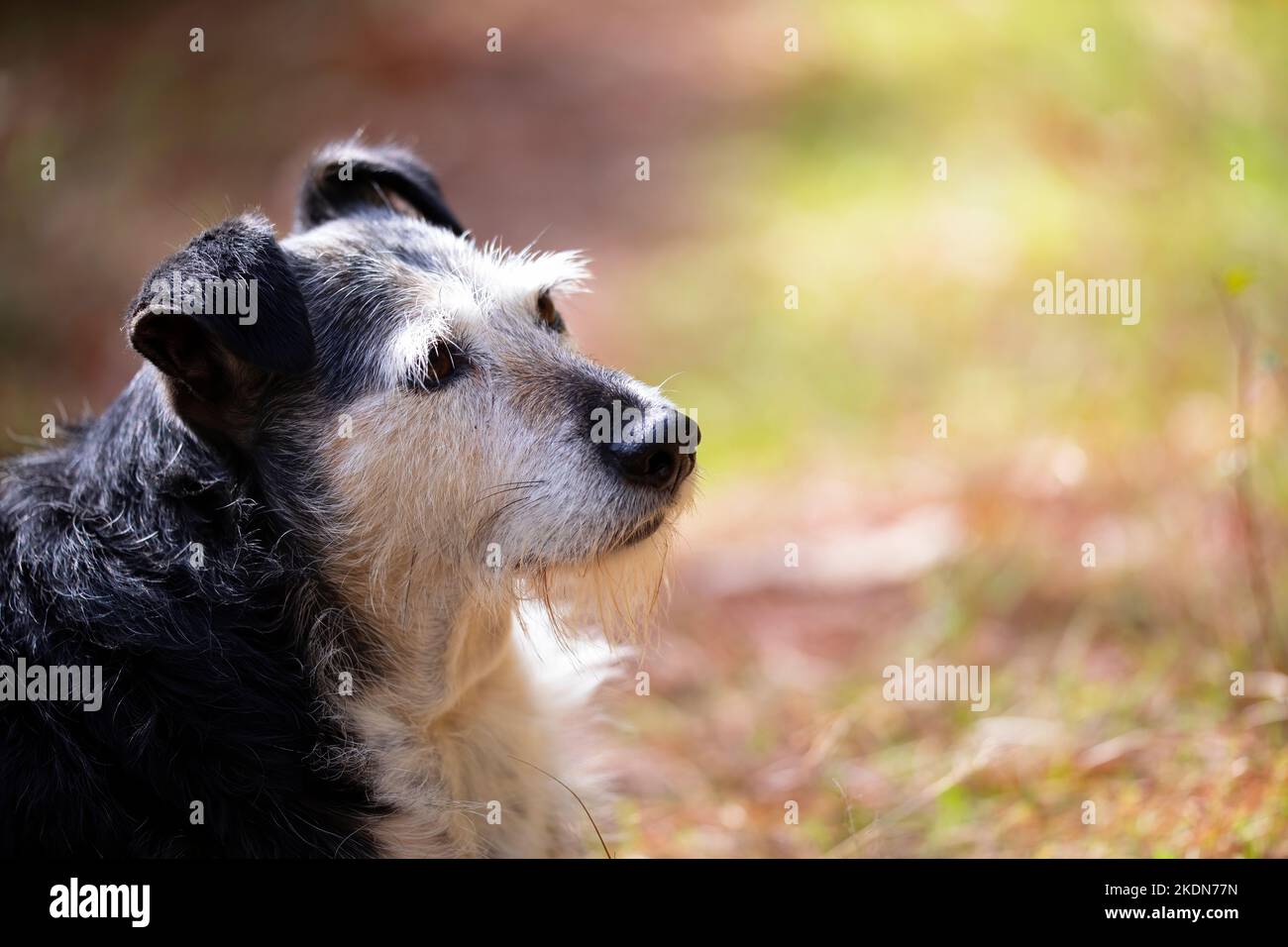 Büstentorträt eines älteren schwarz-weißen Hundes, mittelgroß, friedlich im Busch in der Sonne liegend. Neugierig und gehorsam. Raum kopieren. Stockfoto