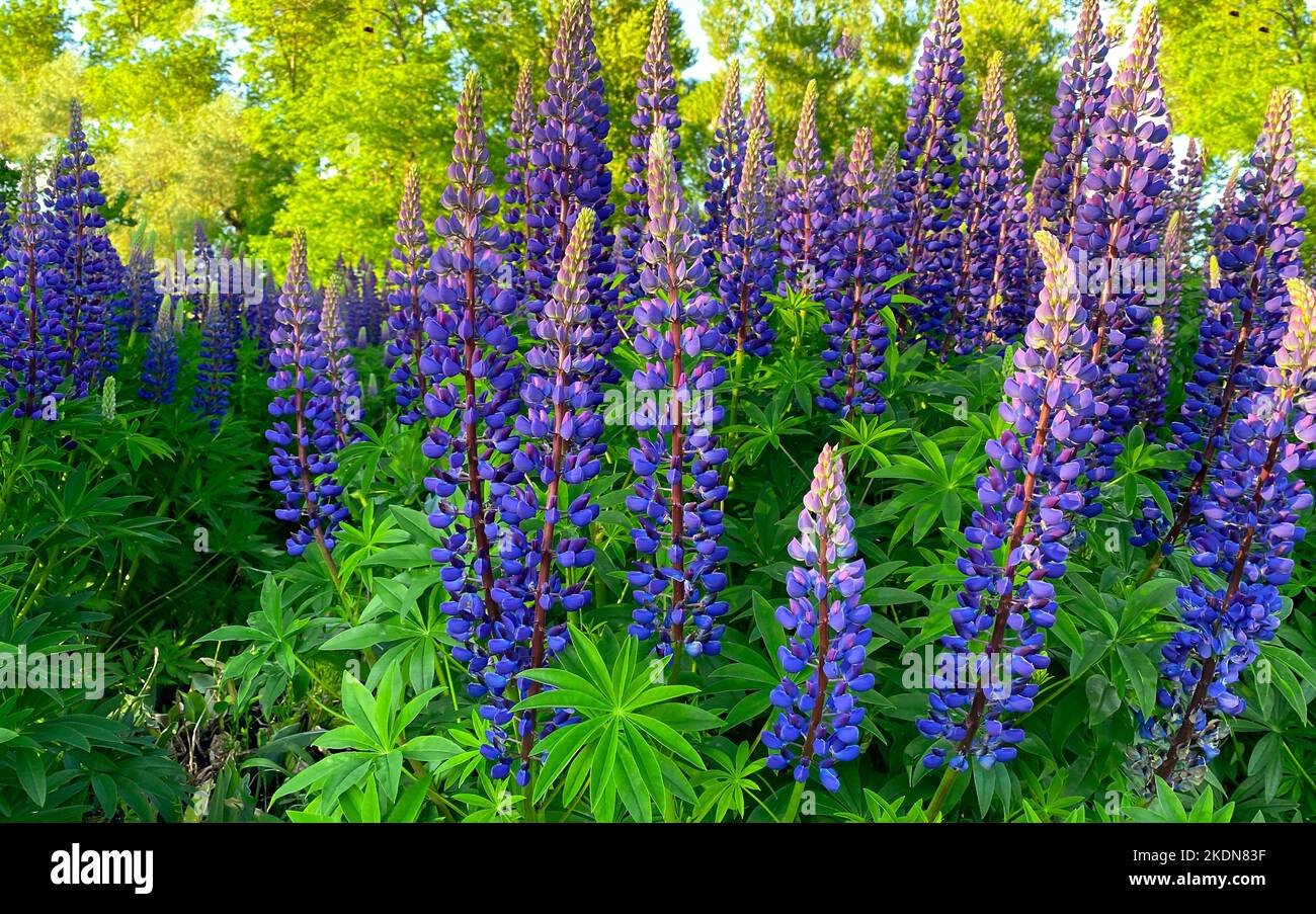 Ein schöner natürlicher Hintergrund für Ihre Projekte im Bannerformat mit einem Feld aus Lupinenblumen an einem klaren Sommertag Stockfoto